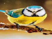 Screenshot youtube.com