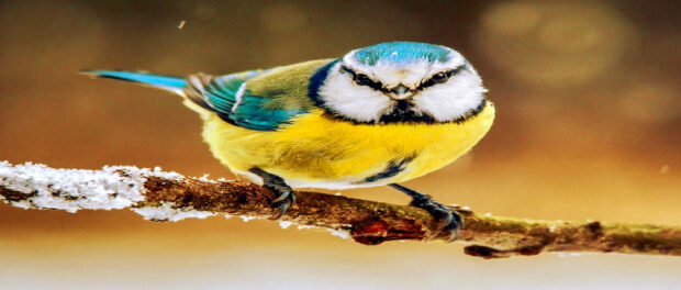 Screenshot youtube.com