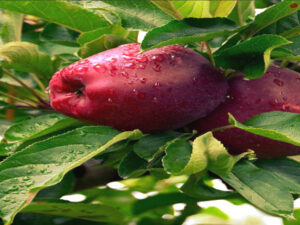 Screenshot twitter.com