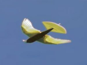 Flugdrohne mit Flügelschlag – PigeonBot: „Nur zwei Gelenken 97 Prozent der gesamten Flügelform erklären können“ Screenshot youtube.com