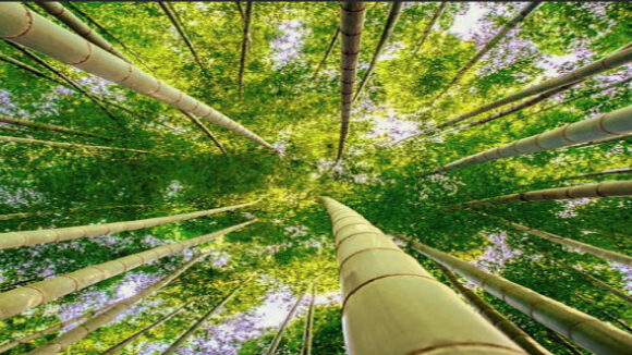 Screenshot youtube.com