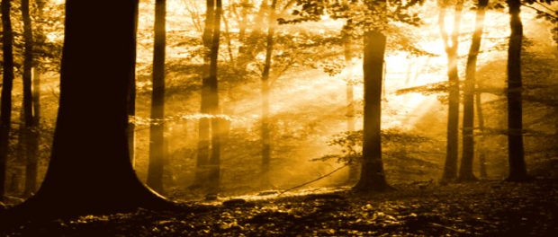 Screenshot-twitter-sdgsdgdssgsddssd5-620x264-1