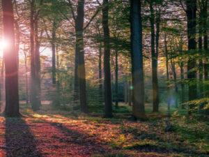 Die Heilpflanzen als Geschenk der Lausitzer Natur screenshot-youtube-comh-4.09.23-14_29_21