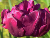 Screenshot youtube.com