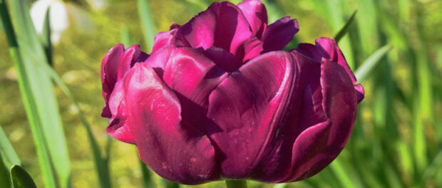 Screenshot youtube.com