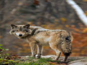 Screenshot youtube.com