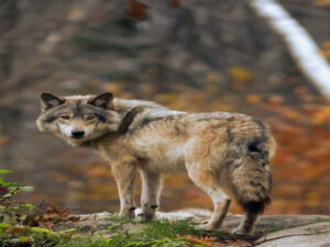 Die Schattenseite der Wolfshybride: Risiken und Ignoranz in der Lausitz Screenshot youtube.com
