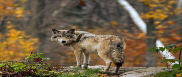 Screenshot youtube.com