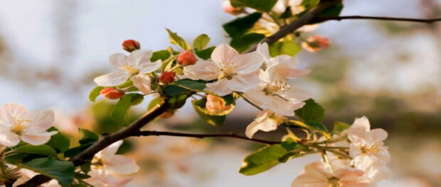 Screenshot youtube.com